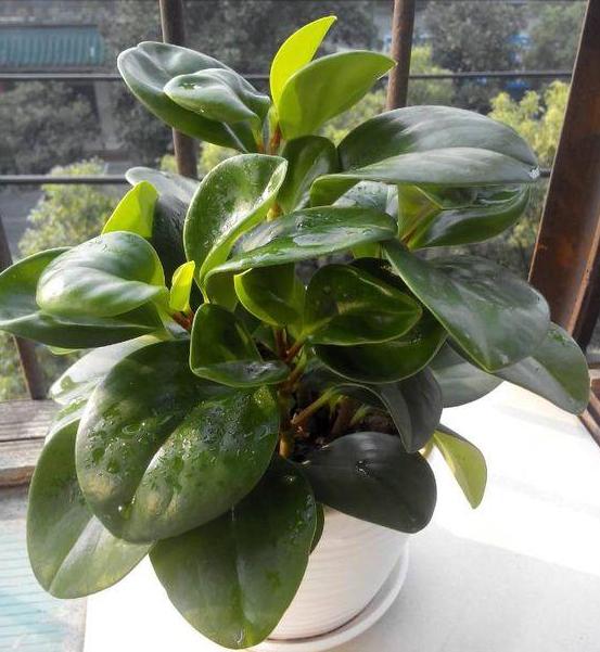 豆瓣绿黄叶怎么让它变绿,豆瓣绿盆栽叶子发黄掉落