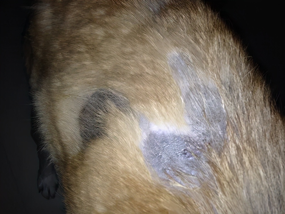 狗本来不掉毛却突然开始掉毛,狗狗身上毛秃了一块