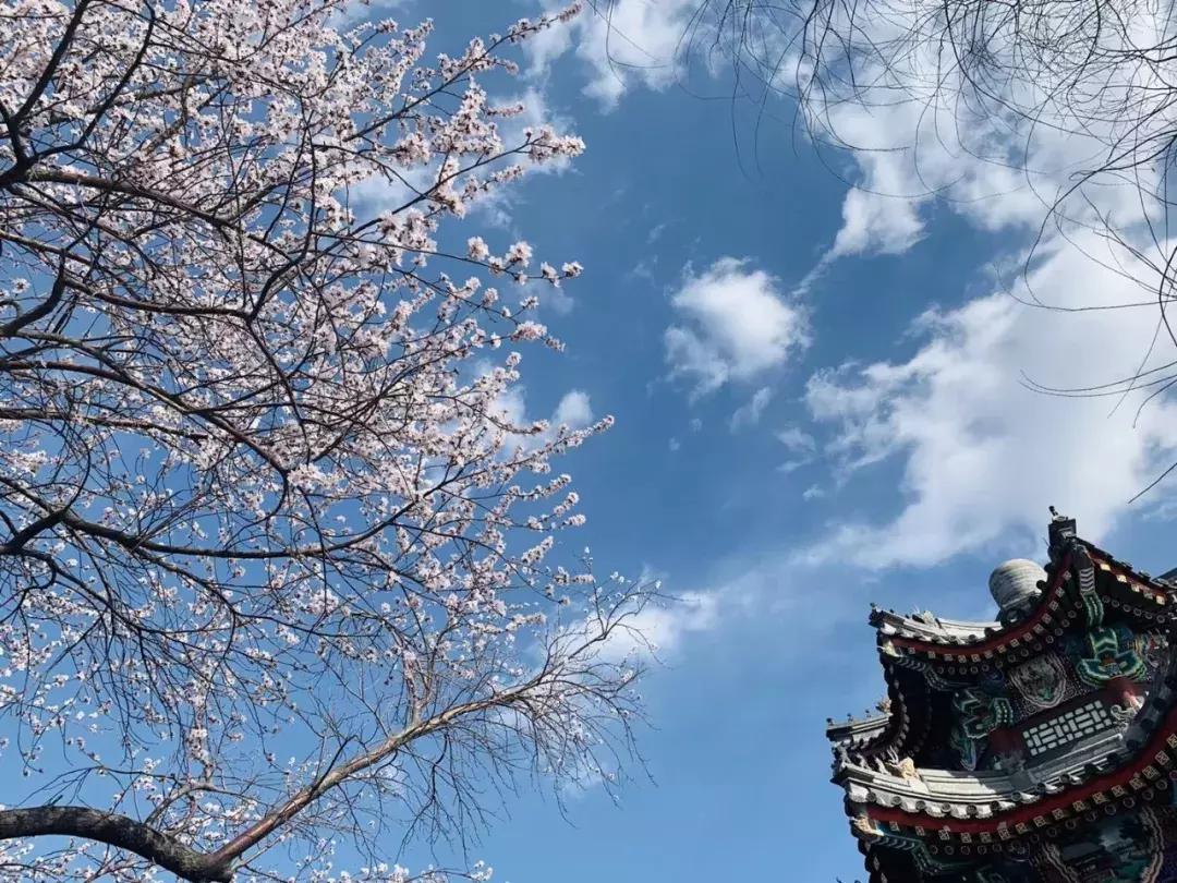 最适合赏花的花,视觉盛宴五种赏花名花供您选择