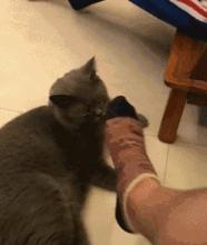 为什么挠猫咪肚皮猫咪会想咬人,摸猫咪的时候猫咪咬人啥意思