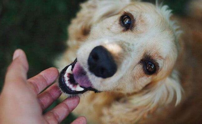 狗狗出现哪些症状表现想喝水,狗狗出现什么症状是喜欢你