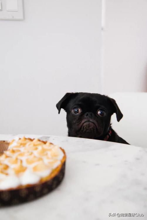 狗狗快乐的步伐,让狗狗开心的方法