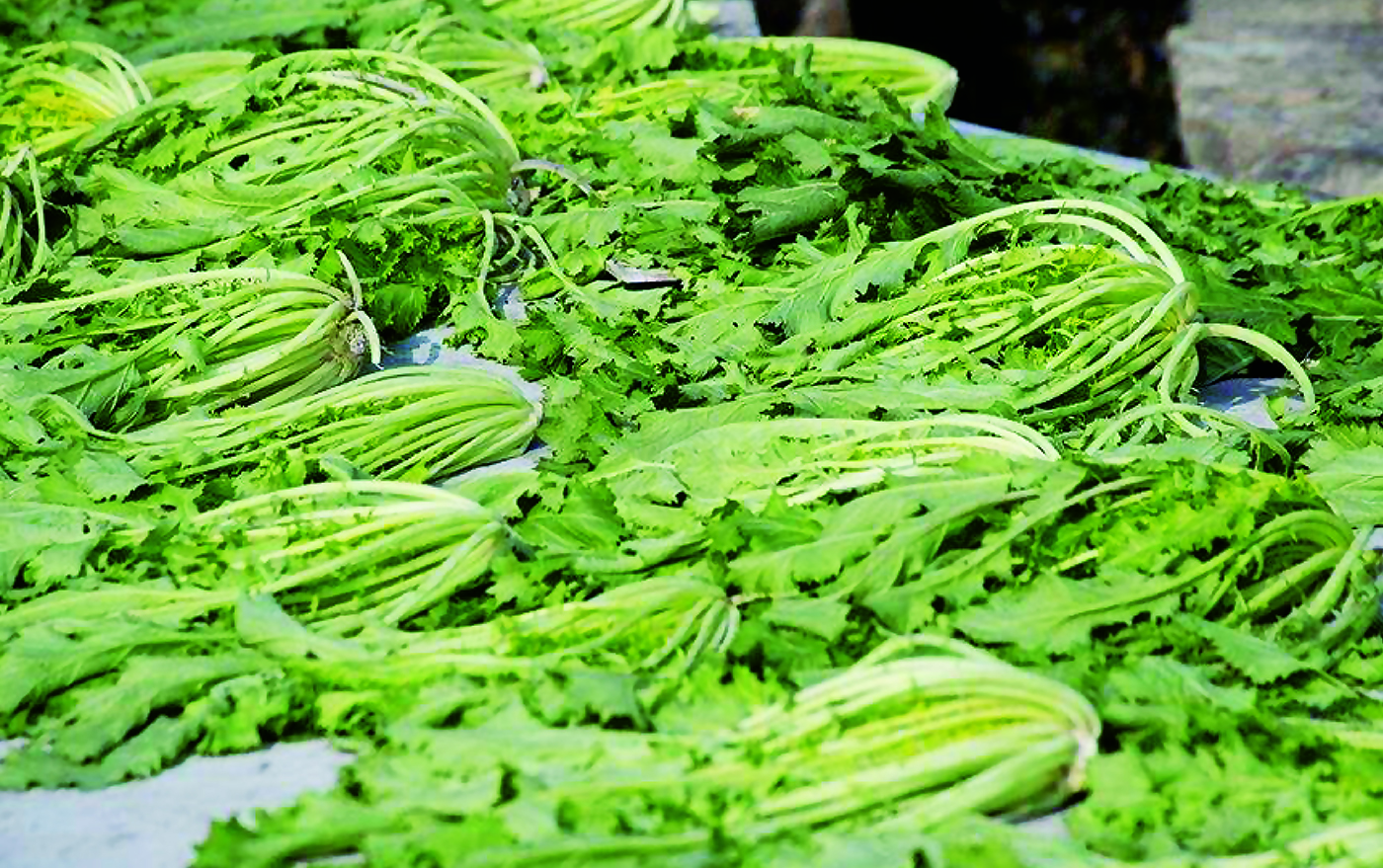 传统腌制咸菜雪菜雪里蕻,正宗手工雪菜