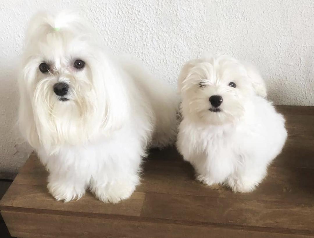 萌犬犬种,惹人喜爱的萌犬