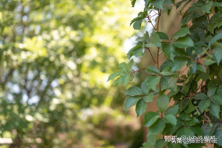 生不逢时?腾龙SP35/1.4DiUSD评测