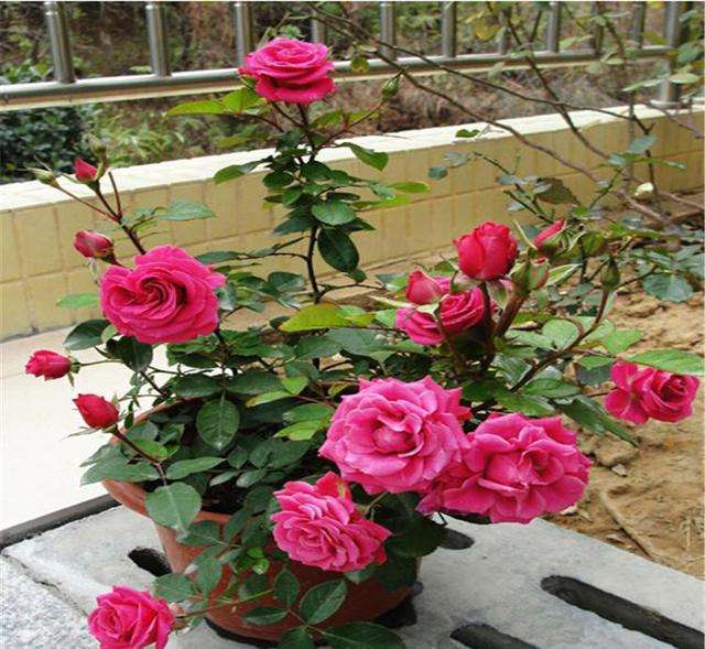 什么花草最好养又吸甲醛,养什么花可以去除甲醛