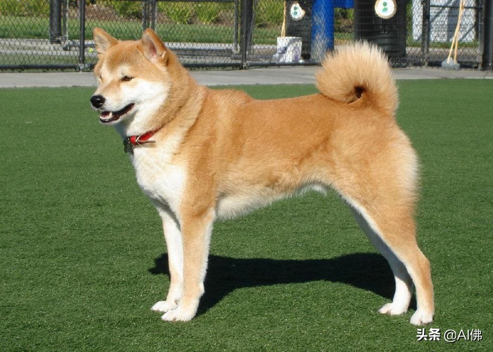 中国犬种起源与进化,比熊犬犬种起源