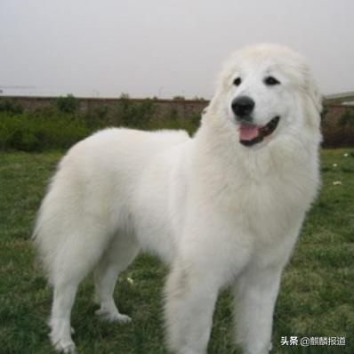 金毛禁养犬名单曲靖,曲靖麒麟区城区养犬标准规定