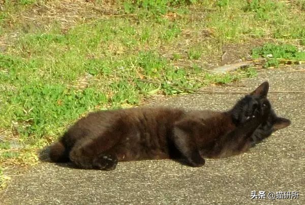 猫咪中暑急救,猫防中暑最好的方法