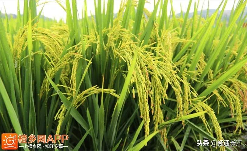 长江之城全景图,长江之城在哪个城市