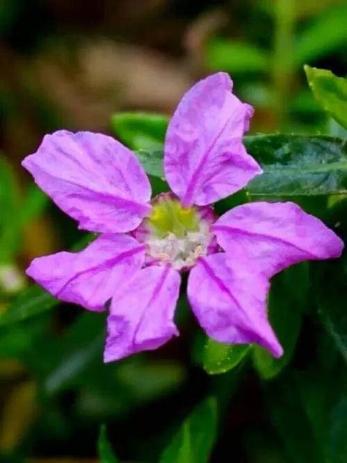 细叶萼距花的养殖方法,细叶萼距花的功效与作用