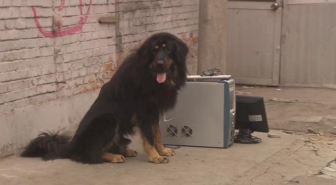 藏獒三次被主人抛弃最后咬舌自尽,被主人抛弃藏獒咬舌自尽