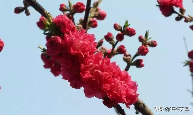 天津河北区桃花堤开了吗,天津看桃花的北运河桃花堤