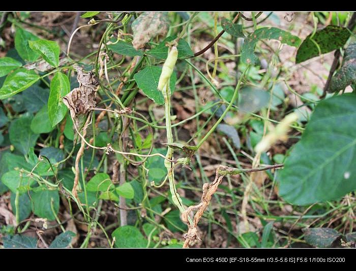 记录农家小院的真实生活,北方农村隐居田园的生活
