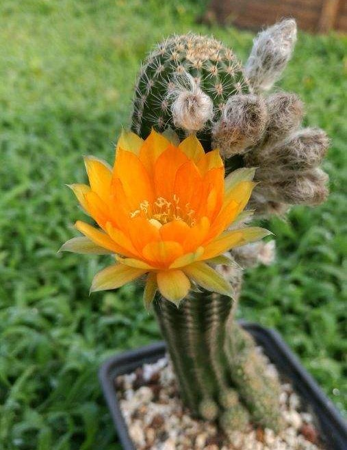 101个仙人球品种,101种仙人球开花图片