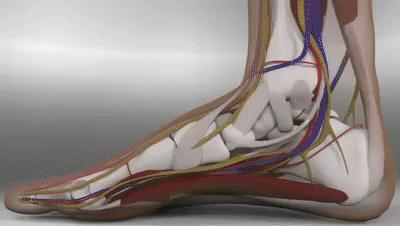 踝关节在崴脚是经常内翻还是外翻,经常崴脚怎么加强踝关节力量