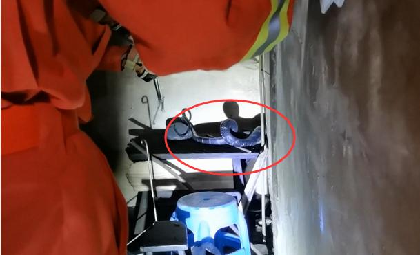 野外遇见巨型眼镜王蛇,近两米长眼镜王蛇