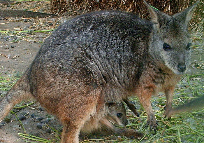 怀胎三年故事,怀胎四年的故事