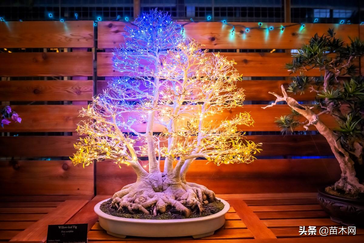 苗木怎么找销路,上海盆景苗木市场