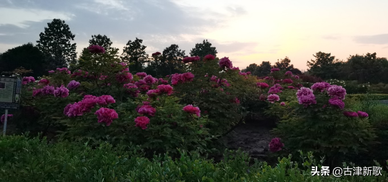 最美牡丹诗词20首,研究牡丹花