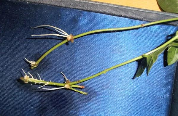 剪下枝条给根插水就能活的绿植,什么花枝条插水就能活