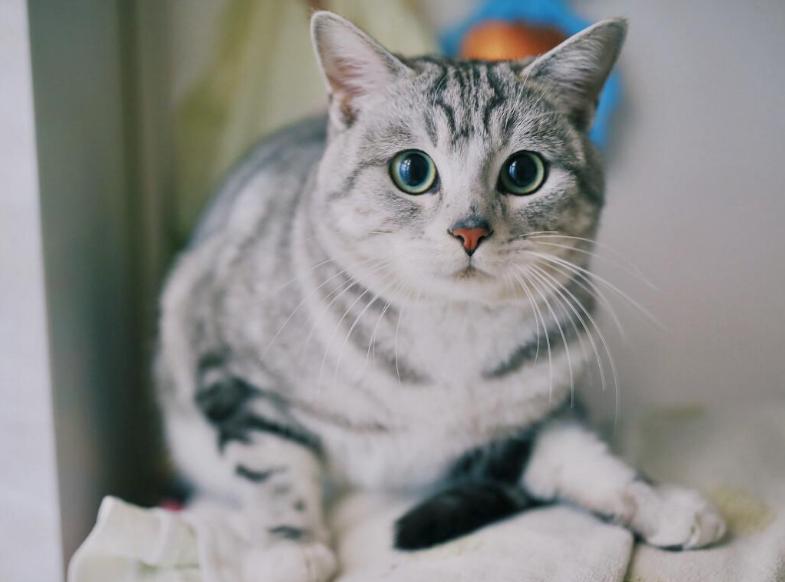 最“听话”的6种猫咪，主人说“东”绝不会往“西”