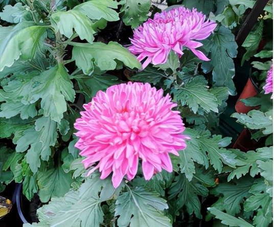 ​“肛”湖问道|几个小穴位，让你护肛有道