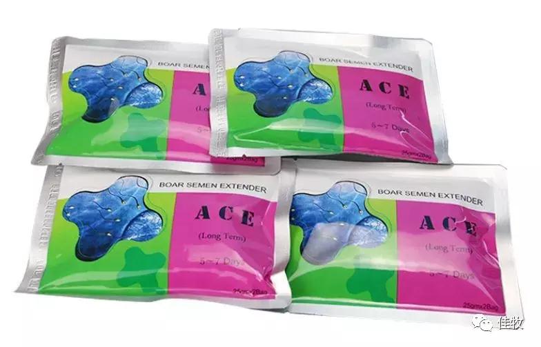 猪人工授精插管正确方法,猪的自然繁育人工授精