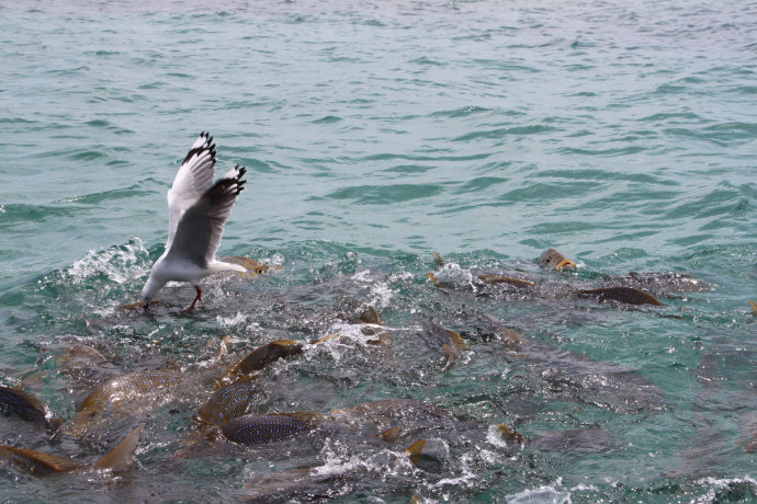 澶у牎绀佺儹姘旂悆,澶у牎绀佹捣娲嬬悆