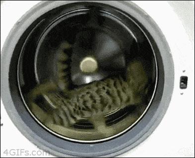 猫咪手脏怎么清洗,如何洗猫咪粘毛的物品