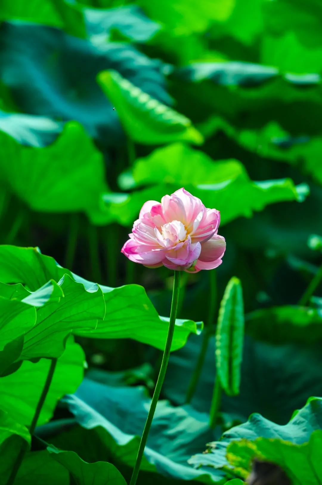 关于济南这座城,济南是一座什么之城