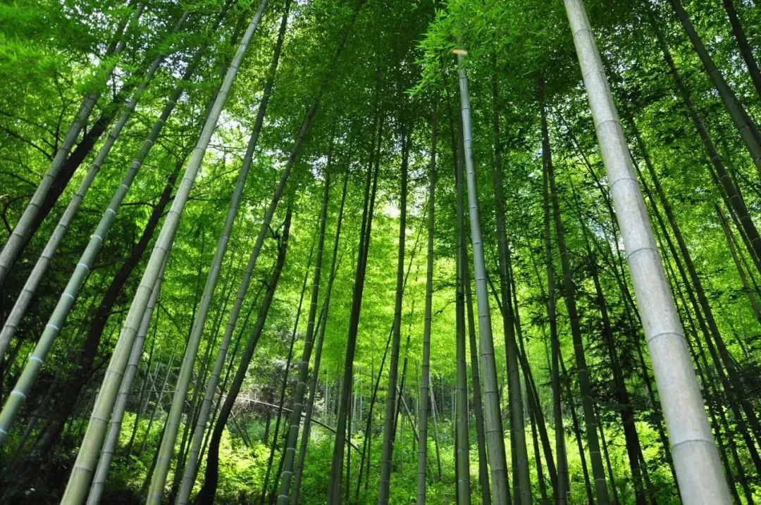 竹海宜兴游学,宜兴竹海游玩一般需要多少时间