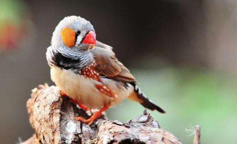 真的适合成对养！珍珠鸟这样养才更好