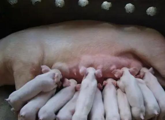 母猪奶水不好能让别的母猪代养吗,母猪奶水少如何快速有效解决