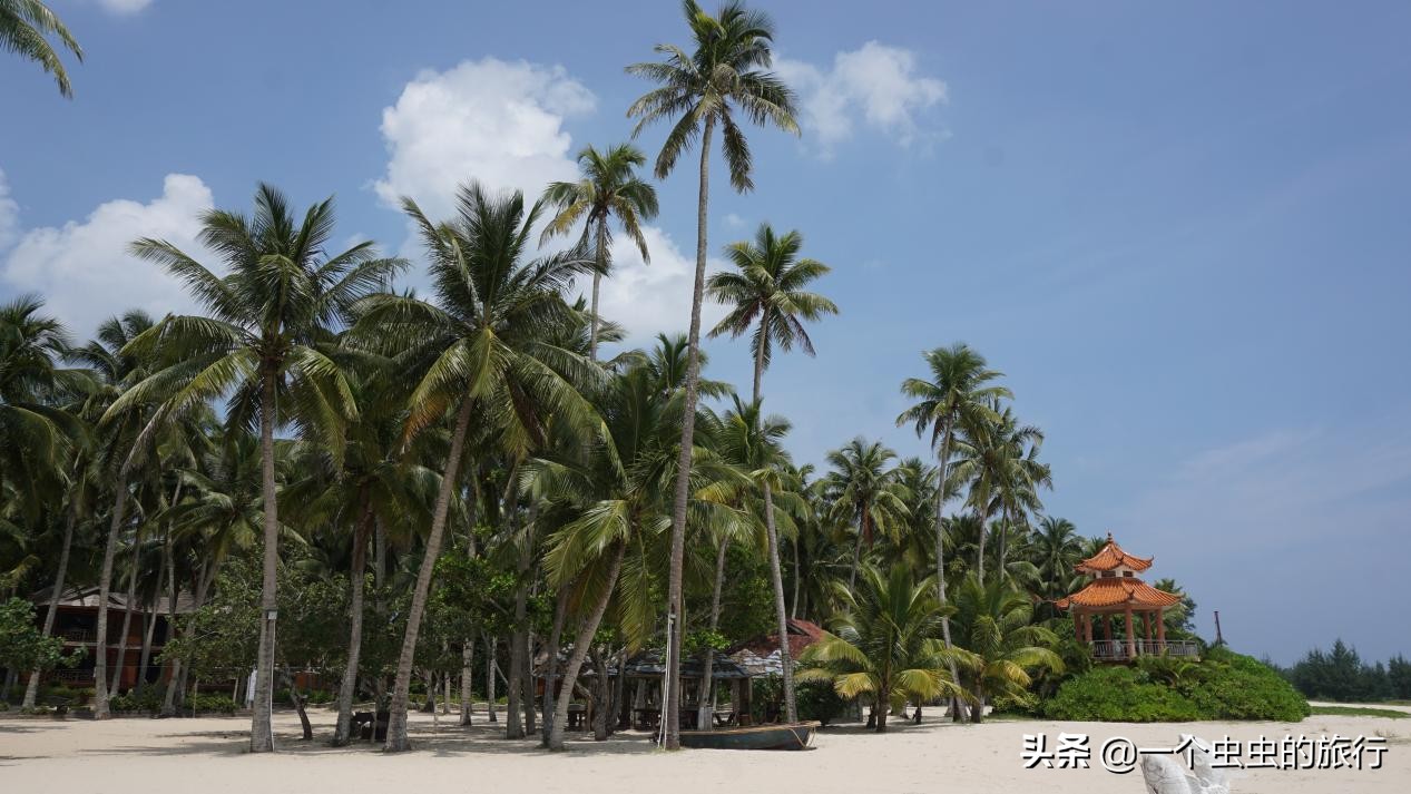 东郊椰林海韵,海韵椰风海南文昌东郊椰林