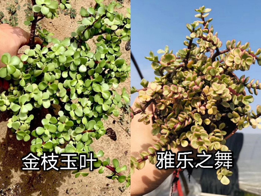 让人脸盲容易混淆的多肉品种10组，这些你都能分得清楚吗？