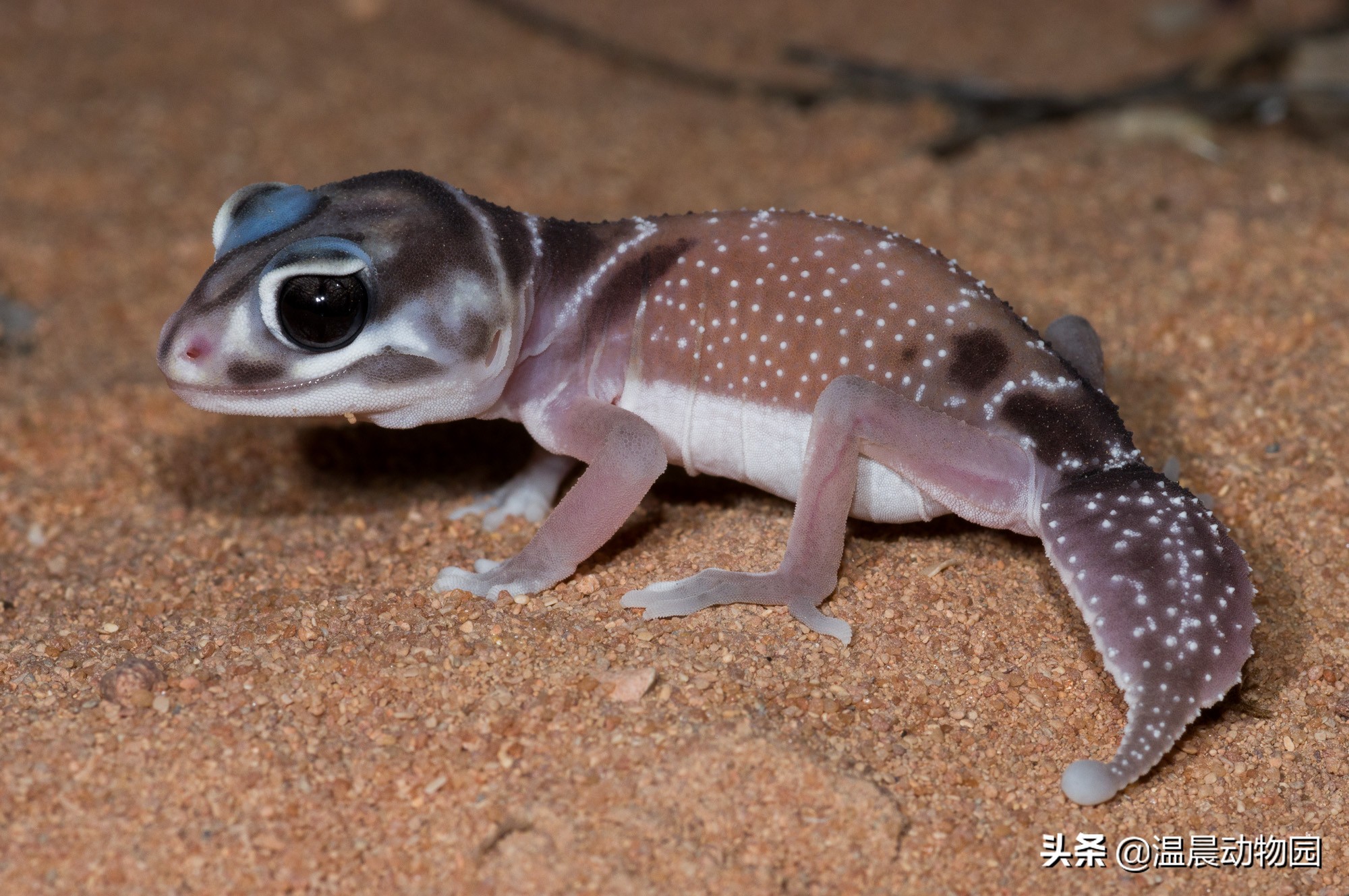 爬宠豹纹守宫怎么养,豹纹守宫繁育过程