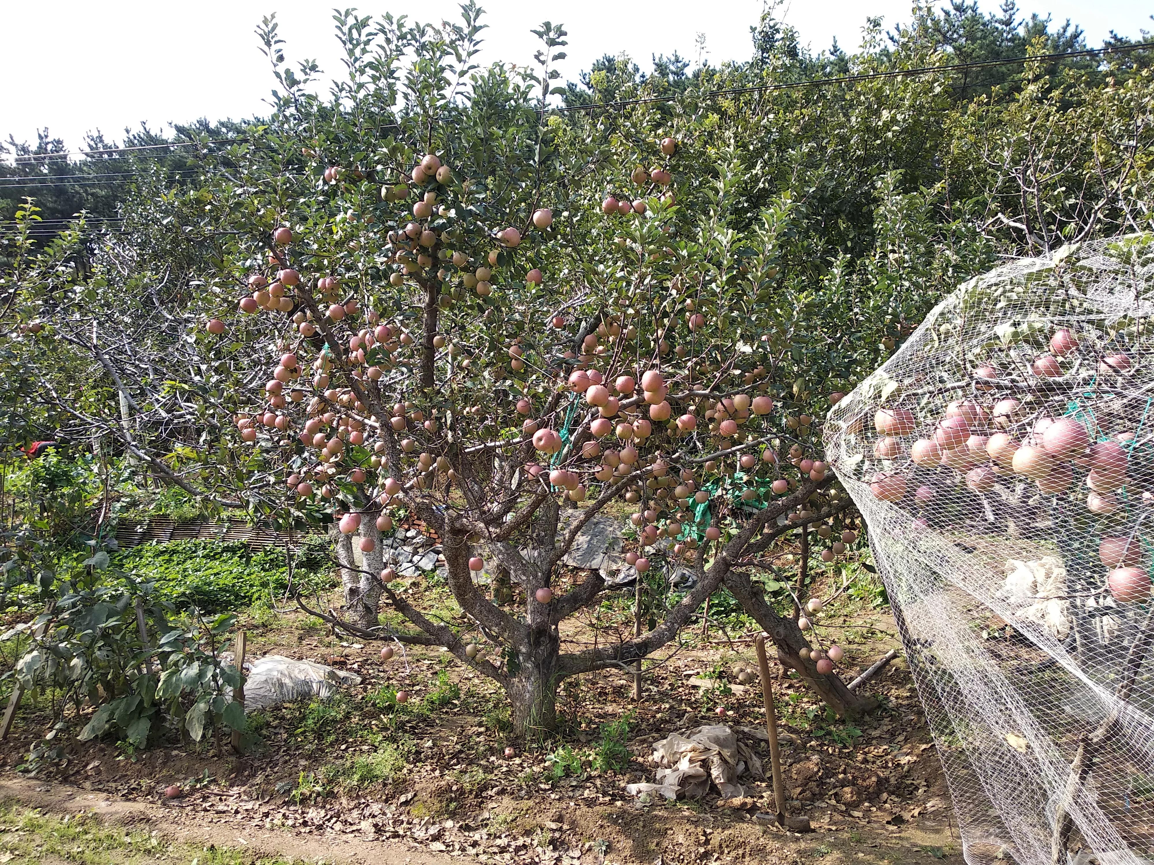 苹果应该买哪种品种,买苹果选哪种好吃
