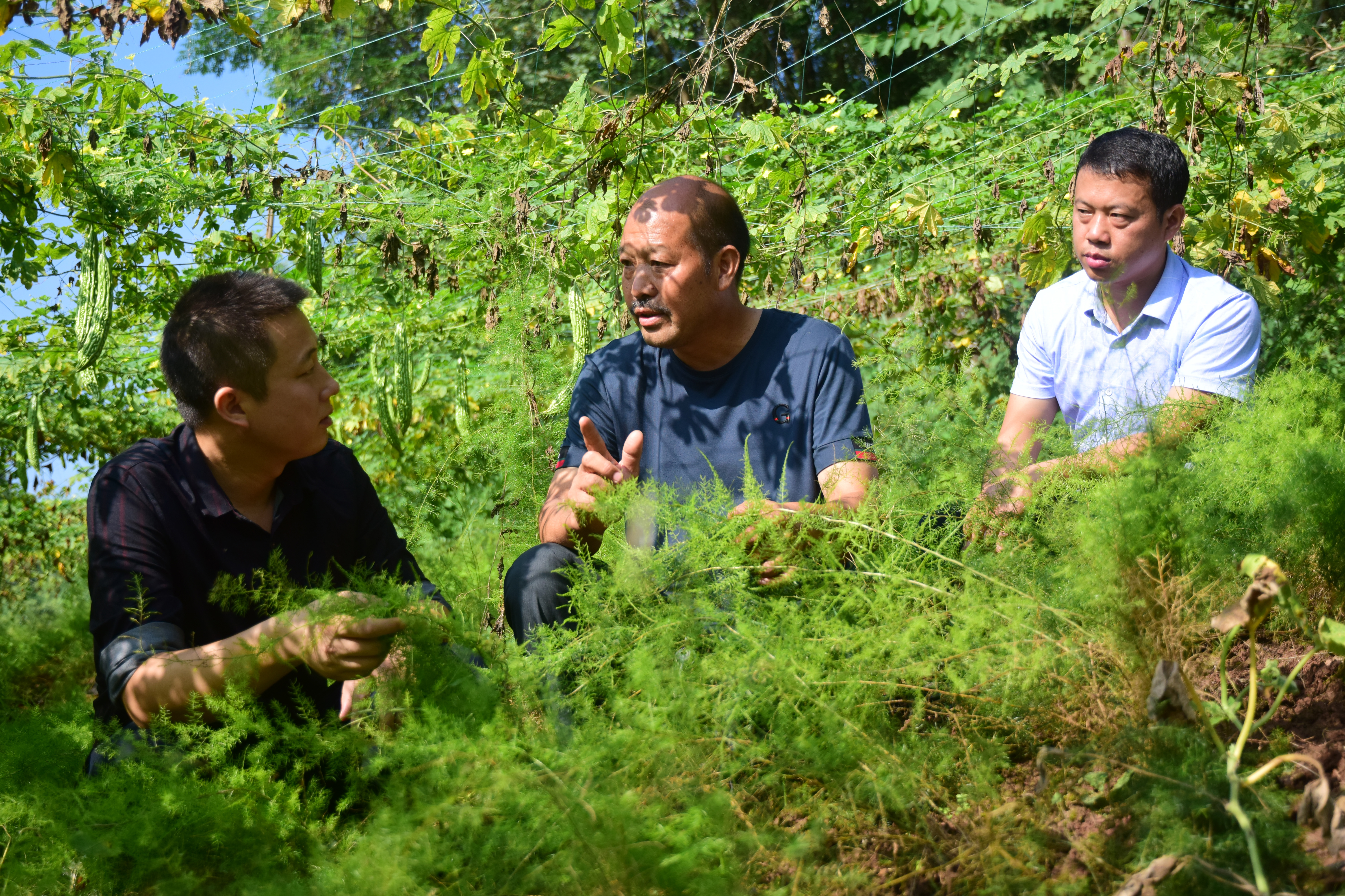 内江东兴区天冬之乡简介,中国天冬之乡内江市东兴区