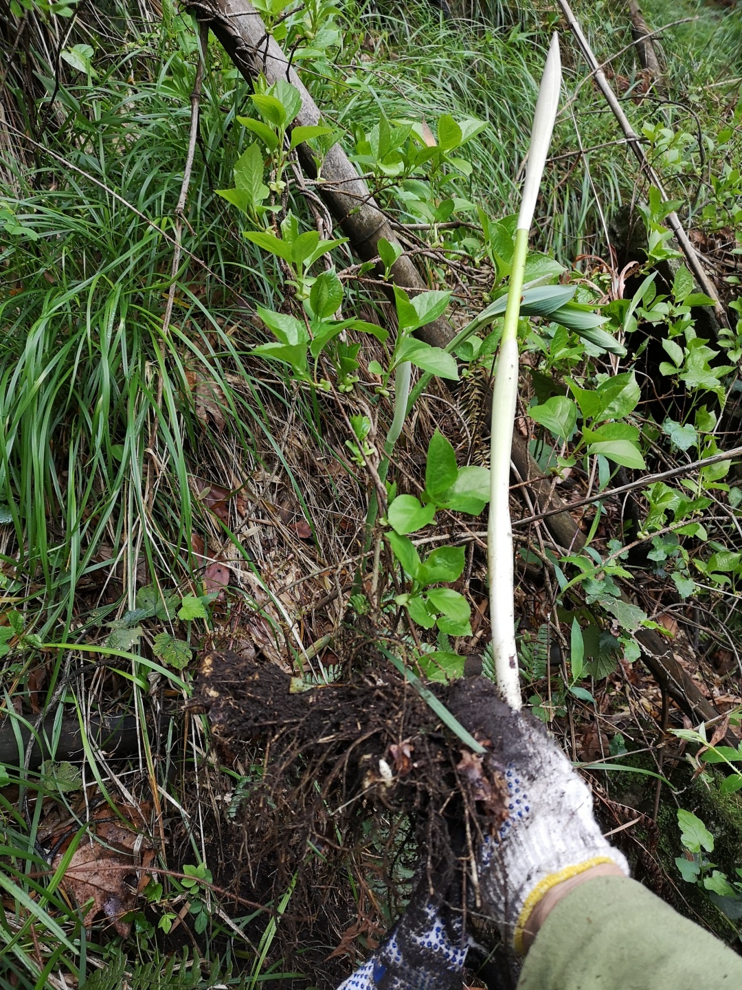 竹林深处探宝——只为了那一棵黄精