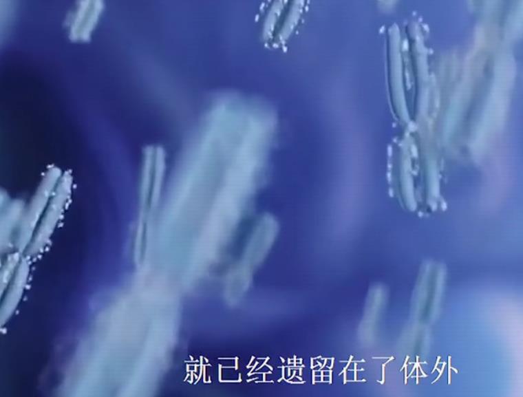 组图*放播**精子和卵子结合全过程，精子：找个媳妇，太难了