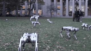 一群机器狗表演,一群机器狗视频
