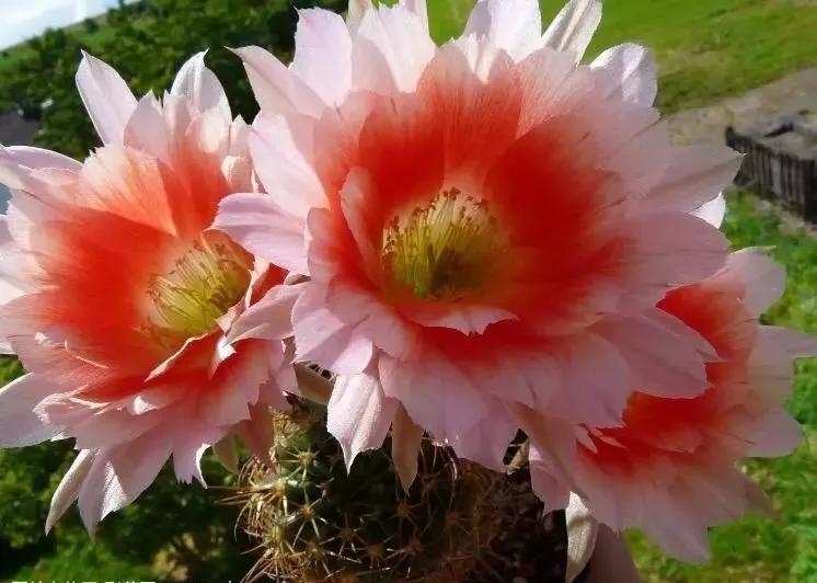 100种仙人球花图片,100种仙人球的品种视频