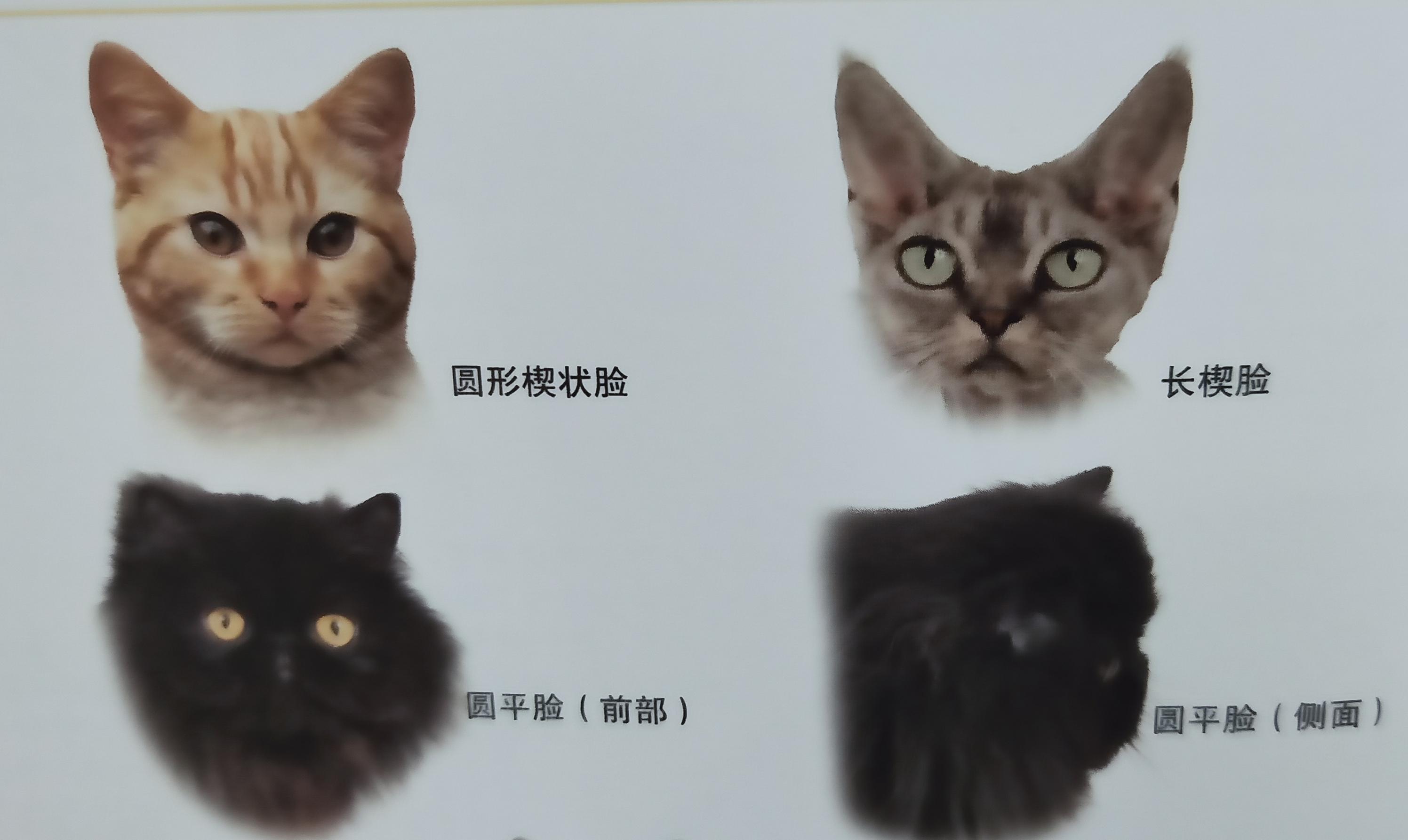 有些人家里养了非常多的猫咪,很多人都养猫咪的原因