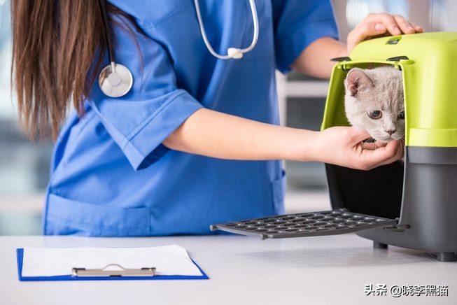 养猫家庭新冠对策全知道，别再听信谣言，也别再想当然了