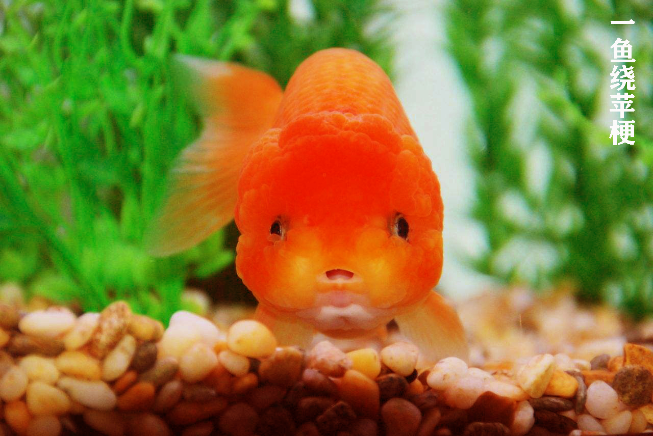 金鱼如何让水变清澈,金鱼延长寿命