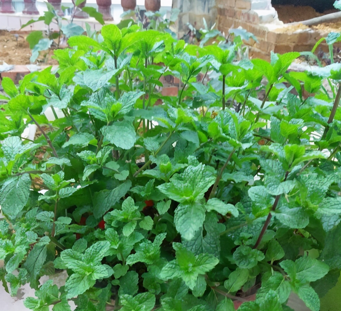 钖勮嵎濡備綍闃叉绐滈珮,鍐閬垮厤钖勮嵎寰掗暱