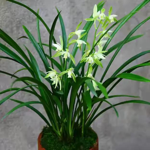 十大值得养的兰花有哪些,适合家庭养的兰花品种大全图