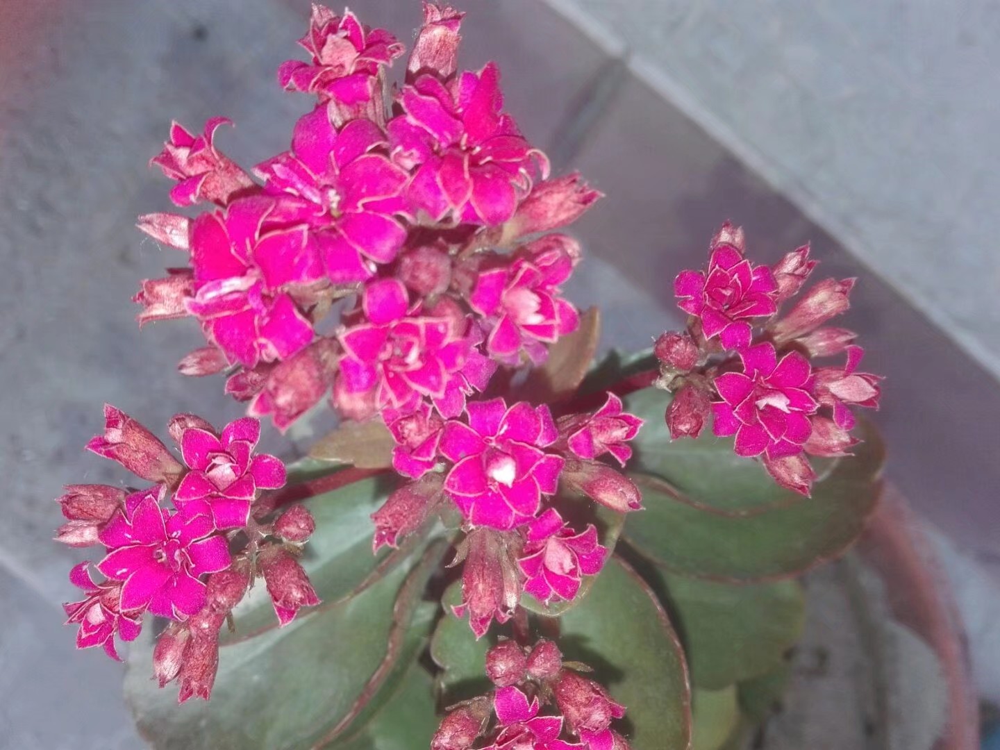 长寿花顶芽被虫吃,长寿花叶片被虫吃空了怎么办