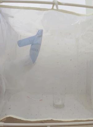 用100只蚊子做驱蚊测评,婴儿驱蚊液实测